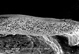 3 - Sezione longitudinale radiale  di una lamina